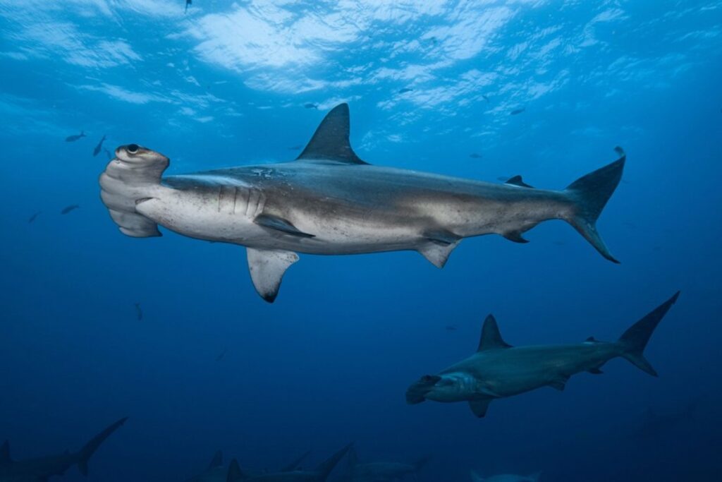 galapagos-destaca-entre-las-zonas-con-mas-tiburones-del-mundo.ecuador221.com_.ec_ Galápagos destaca entre las zonas con más tiburones del mundo