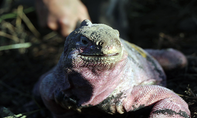 gran-avance-en-cites-cop20-por-las-iguanas-rosadas-ecuador221.com_.ec_ Gran avance en CITES COP20 por las iguanas rosadas