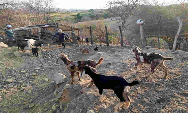 Impulsan campaña preventiva de salud caprina en Zapotillo