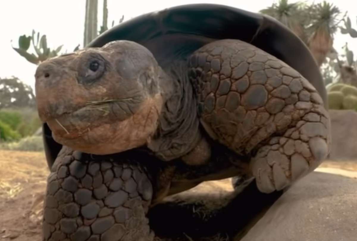 muere-gramma-historica-tortuga-gigante-del-zoologico.ecuador221.com_.ec_ Muere Gramma, histórica tortuga gigante del zoológico