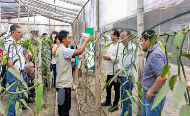 Con innovación y capacitación impulsan producción de vainilla en Manabí