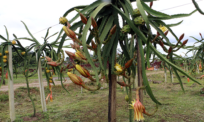 Perú y Ecuador facilitan un intercambio de productos agropecuarios