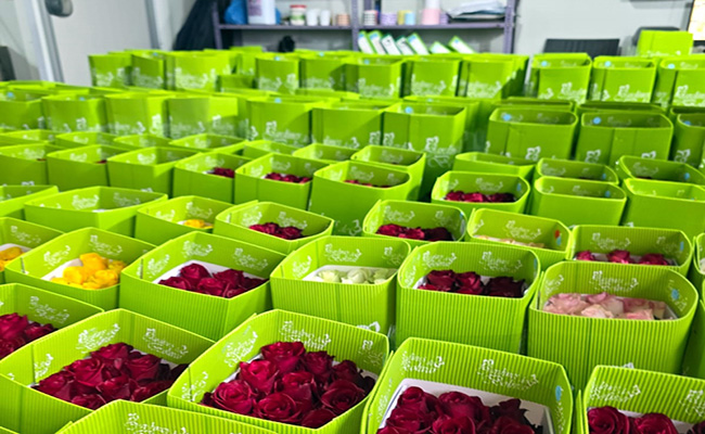 ecuador 221 sector-floricola-de-carchi-respalda-incentivos-del-gobierno-ecuador221.com_.ec_ Sector florícola de Carchi respalda incentivos del Gobierno