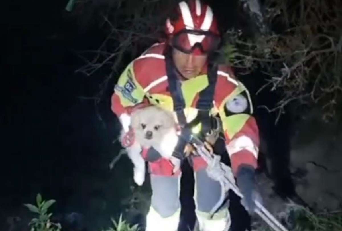 ecuador 221 bomberos-rescatan-perrita-tras-caer-40-metros.ecuador221.com_.ec_ Bomberos rescatan perrita tras caer 40 metros