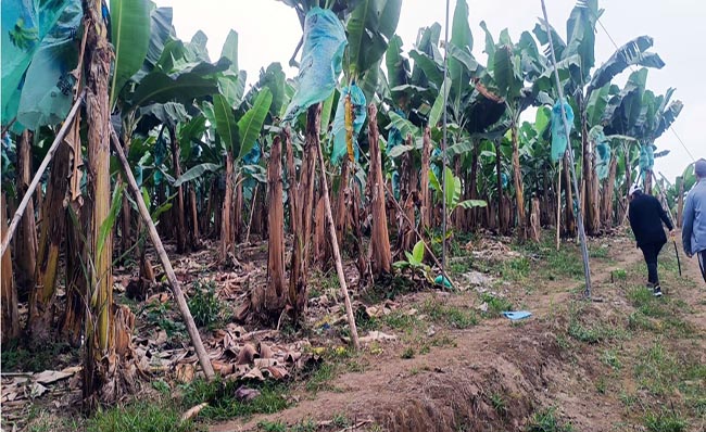 Declaran emergencia en sector bananero por presencia del hongo Fusarium R4T