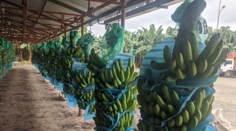 Ecuador declara emergencia bananera por detección de Fusarium R4T