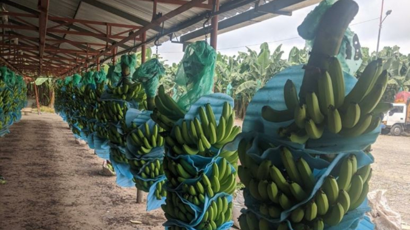 ecuador 221 ecuador-declara-emergencia-bananera-por-deteccion-de-fusarium-r4t.ecuador221.com_.ec_ Ecuador declara emergencia bananera por detección de Fusarium R4T