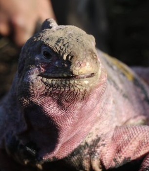 Ecuador impulsa mayor protección CITES para iguanas de Galápagos