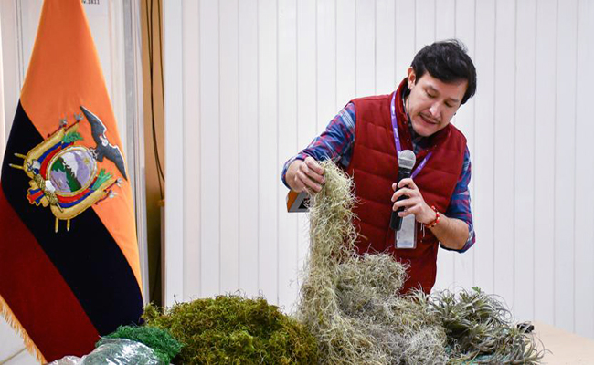 ecuador-inicia-campana-para-frenar-extraccion-ilegal-de-musgo-ecuador221.com_.ec_ Ecuador inicia campaña para frenar la extracción ilegal de musgo