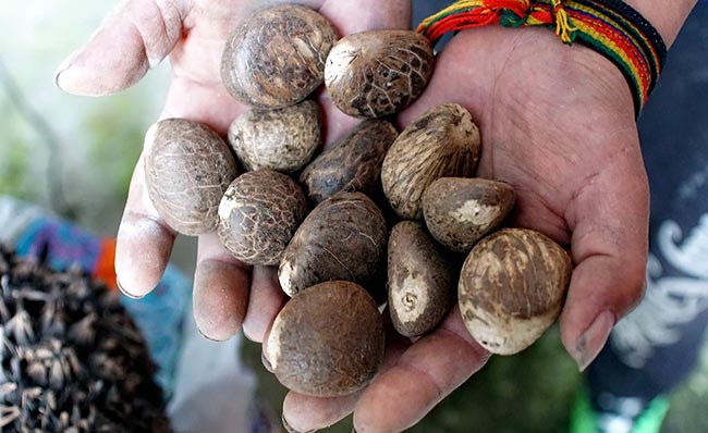 ecuador 221 ecuador-prohibe-por-cinco-anos-la-exportacion-de-semillas-de-tagua-ecuador221.com_.ec_ Ecuador prohíbe por cinco años la exportación de semillas de tagua