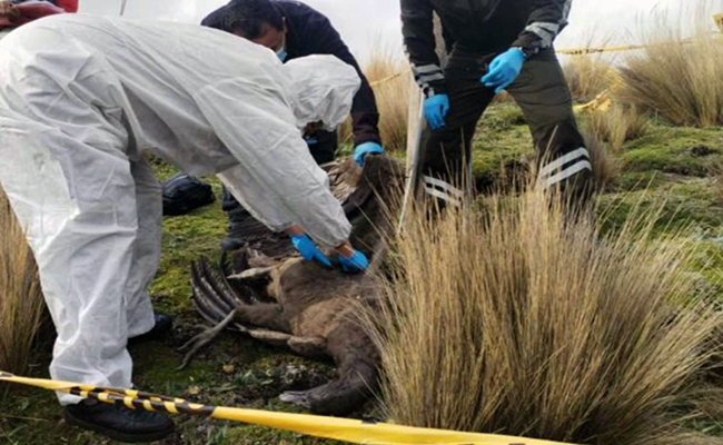 hallan-muerto-a-un-condor-juvenil-en-el-antisana-ecuador221.com_.ec_ Hallan muerto a un cóndor juvenil en el Antisana