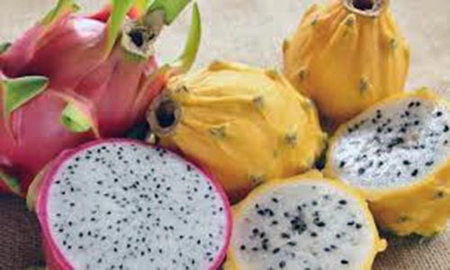 las-exportaciones-de-pitahaya-ecuatoriana-crecieron-39-ecuador221.com_.ec_ Las exportaciones de pitahaya ecuatoriana crecieron 39 %