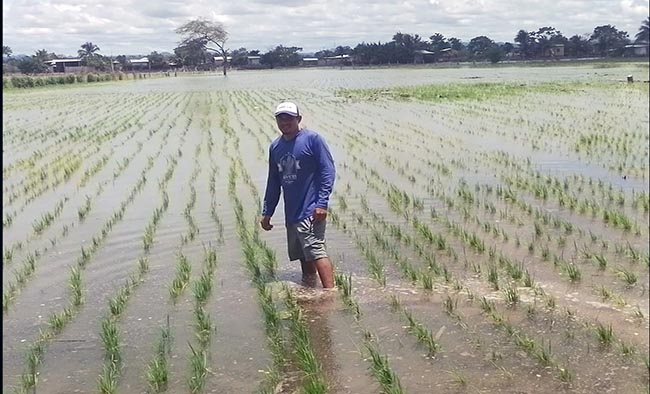 MAG desembolsa USD 2,2 millones para pagar a 500 productores arroceros de Los Ríos