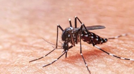 MSP reporta cinco casos importados de Chikungunya en Ecuador