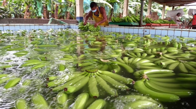 Multas para formalizar plantaciones bananeras subirán en 2026