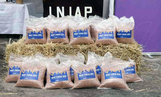 ecuador 221 nueva-variedad-de-trigo-impulsara-la-produccion-nacional-ecuador221.com_.ec_ Nueva variedad de trigo impulsará la producción nacional