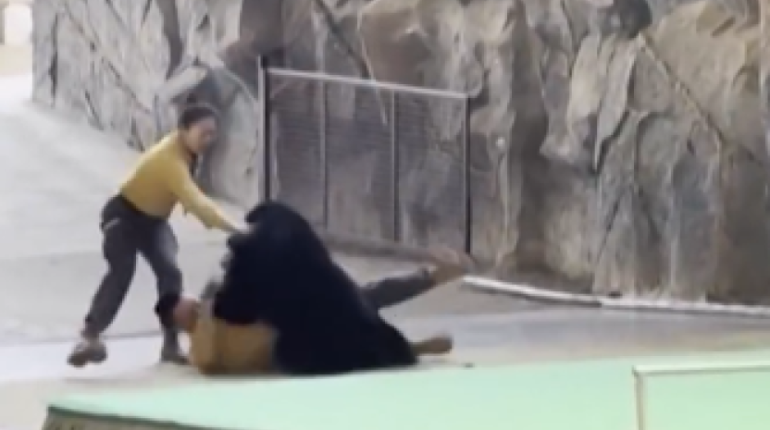 Oso negro ataca a cuidador frente a visitantes