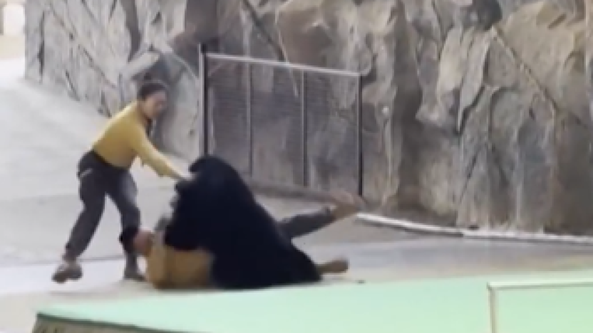 ecuador 221 oso-negro-ataca-a-cuidador-frente-a-visitantes.ecuador221.com_.ec_ Oso negro ataca a cuidador frente a visitantes