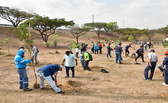 ecuador 221 voluntarios-sembraron-1500-arboles-avenidas-orellana-y-narcisa-de-jesus-ecuador221.com_.ec_ Voluntarios sembraron 1.500 árboles avenidas Orellana y Narcisa de Jesús