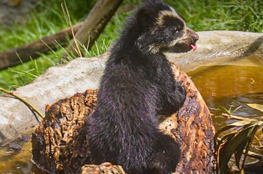 Avance científico impulsa conservación del oso andino