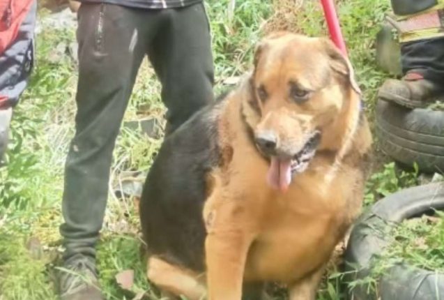 Bomberos rescatan a perro tras caer en quebrada