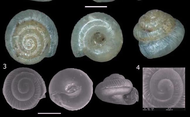 ecuador 221 descubren-dos-nuevas-especies-de-caracoles-microscopicos-en-ecuador-ecuador221.com_.ec_ Descubren dos nuevas especies de caracoles microscópicos en Ecuador
