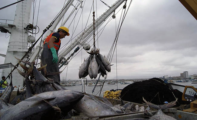 Ecuador entre los principales exportadores de atún a nivel mundial