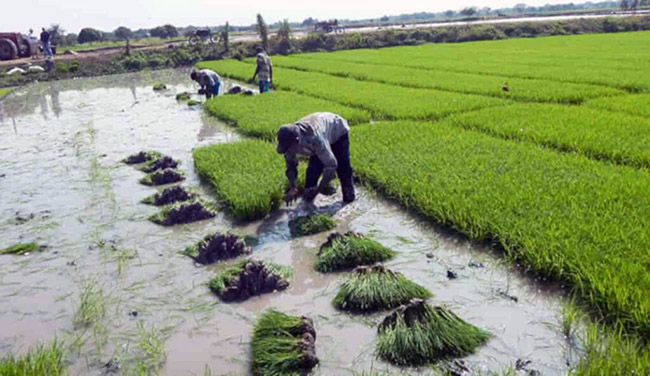 Ecuador pierde 160.000 hectáreas de arroz