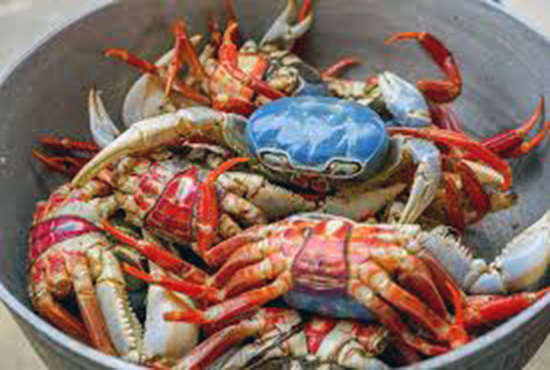Establecen dos fechas para la veda del cangrejo rojo y azul