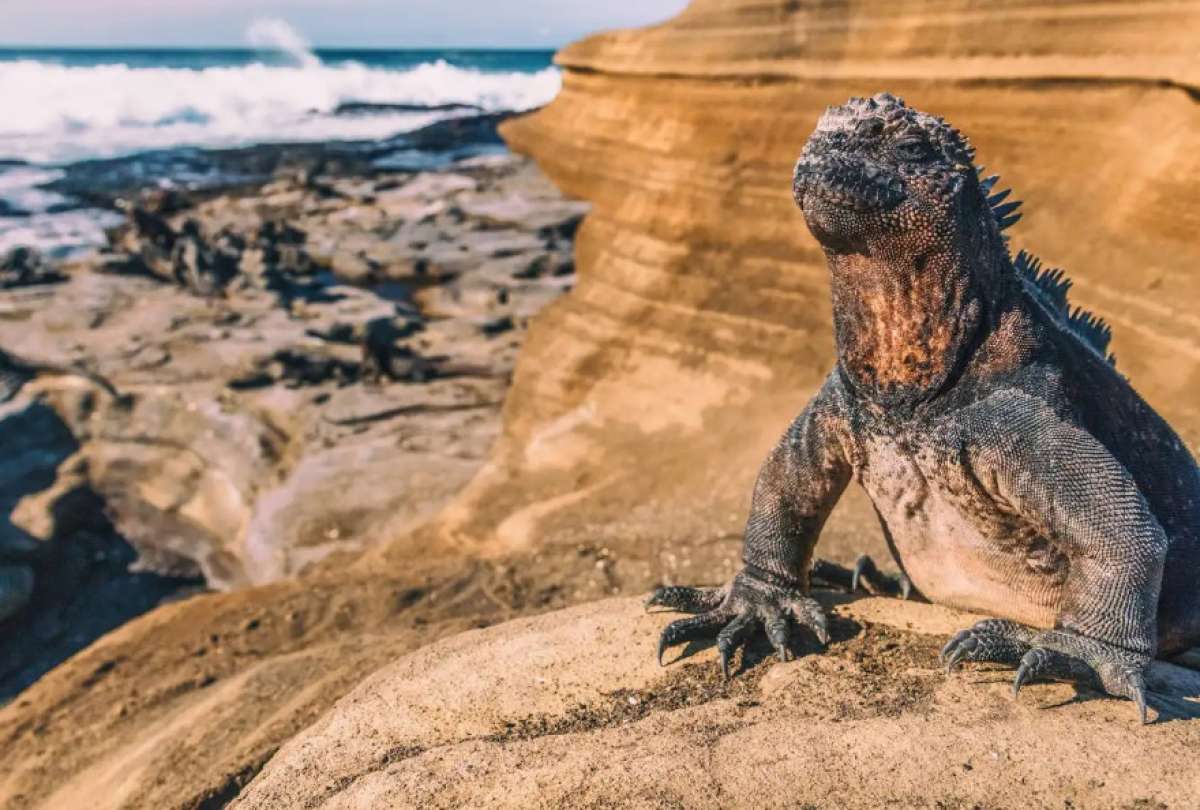 galapagos-gana-premio-mundial-por-conservacion-regenerativa.ecuador221.com_.ec_ Galápagos gana premio mundial por conservación regenerativa