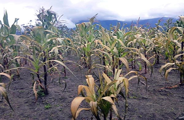 La producción de maíz en Tungurahua está al alza