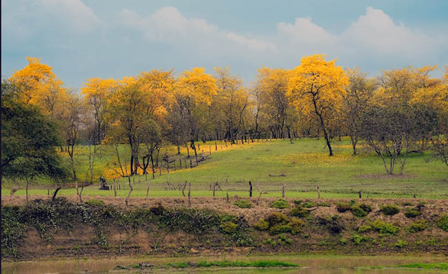 Lomas de Sargentillo desarrolla su turismo con el florecimiento de guayacanes