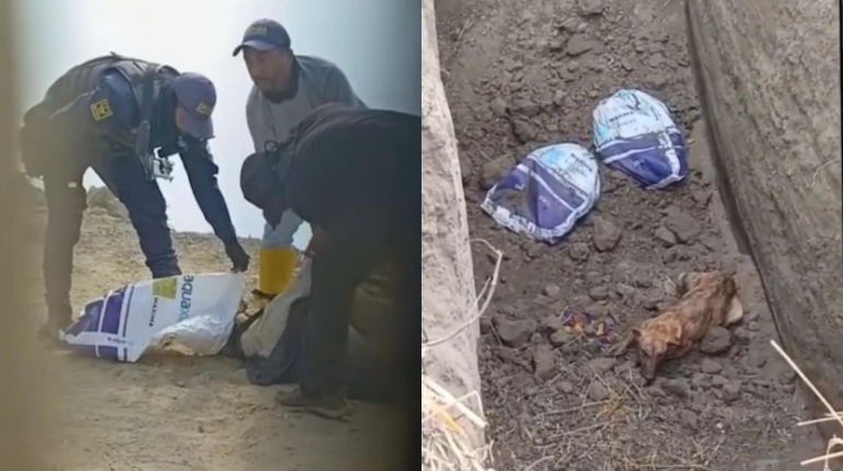 Municipio de Guayaquil investiga presunto maltrato animal en Puná