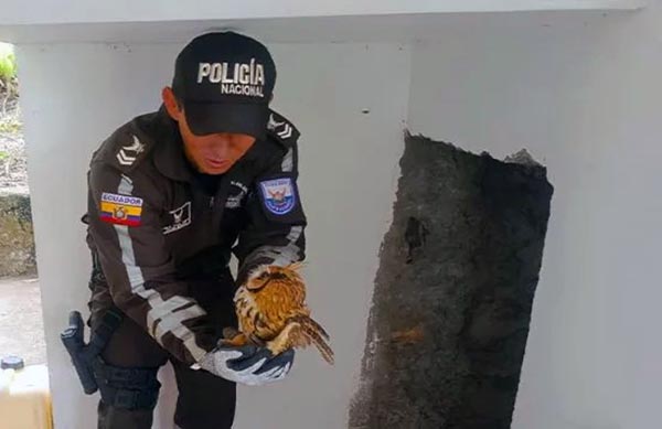 Policía Ambiental rescató un búho rayado