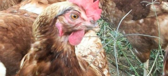 Productores sacrifican millones de gallinas para encarecer huevos