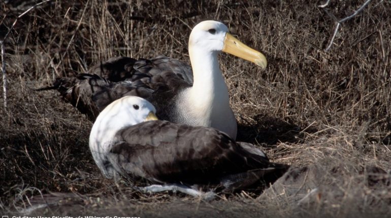 Albatros de Galápagos llega hasta California