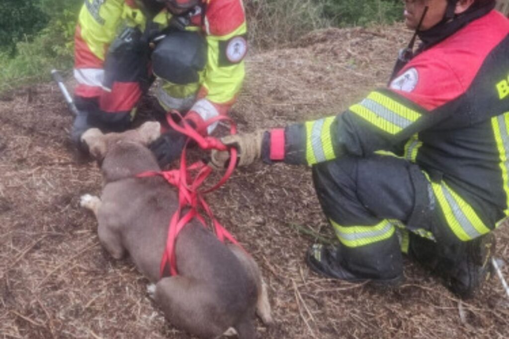 bomberos-rescatan-perros-en-quebrada-capitalina.ecuador221.com_.ec_ Bomberos rescatan perros en quebrada capitalina