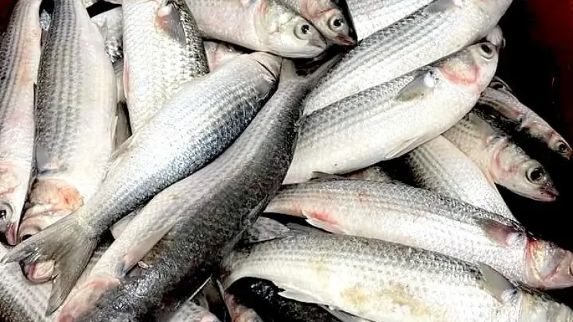 detectan-parasito-zoonotico-en-pez-de-consumo-masivo.ecuador221.com_.ec_ Detectan parásito zoonótico en pez de consumo masivo