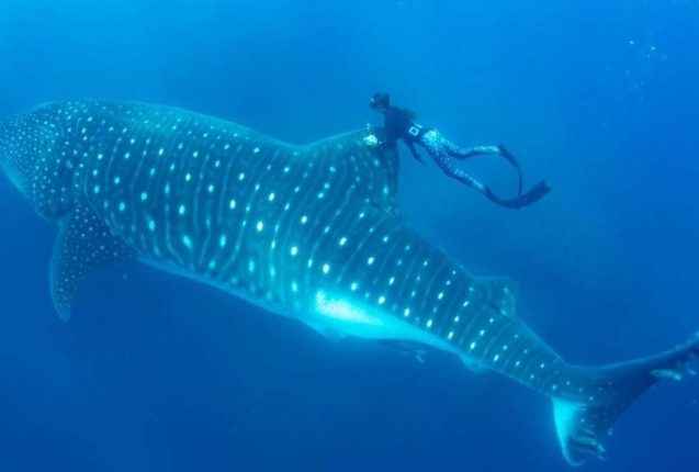 Ecuador lidera ciencia regional para proteger tiburón ballena