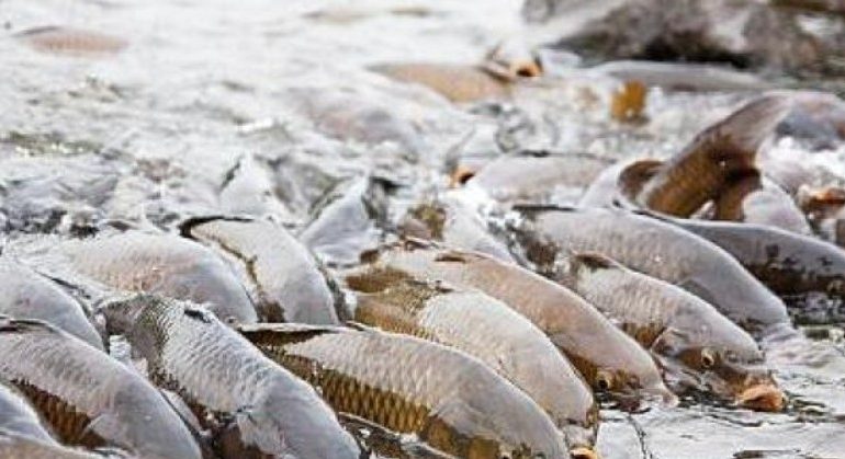 Estados Unidos electrifica ríos para frenar carpa asiática