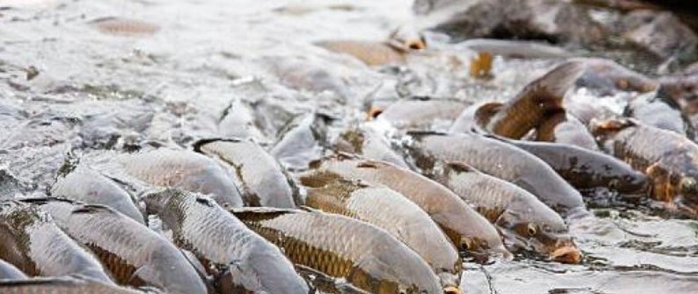 estados-unidos-electrifica-rios-para-frenar-carpa-asiatica.ecuador221.com_.ec_ Estados Unidos electrifica ríos para frenar carpa asiática