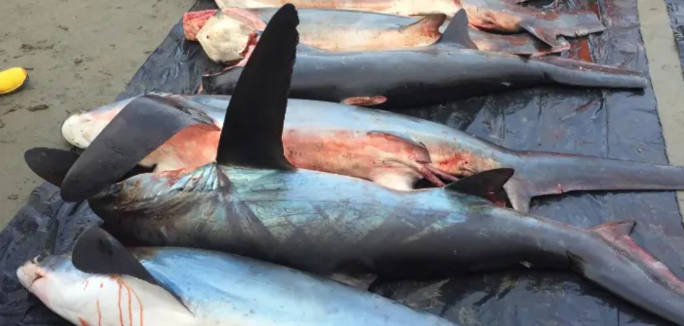 ecuador 221 estudio-detecta-tiburon-vendido-como-corvina.ecuador221.com_.ec_ Estudio detecta tiburón vendido como corvina