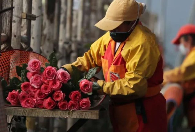Exportadores florícolas prevén menores ingresos por aranceles y clima
