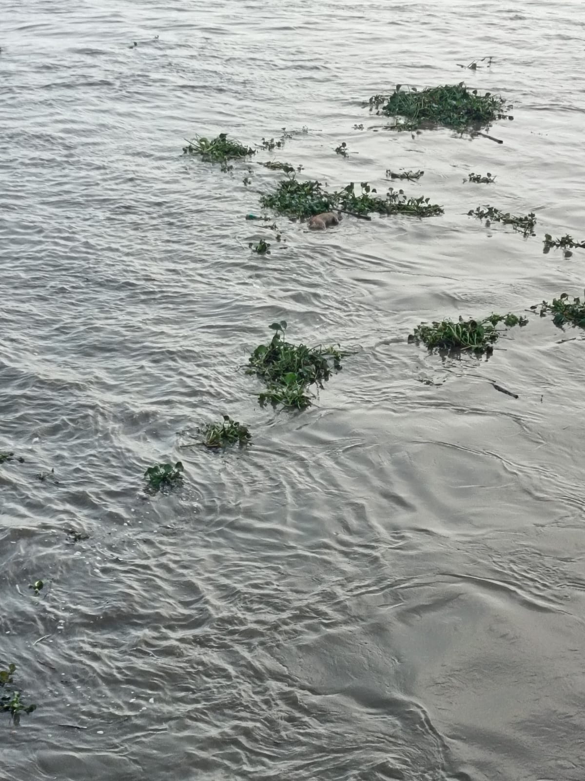 hallan-perros-flotando-en-rio-junto-puerto-santa-ana.ecuador221.com_.ec_ Hallan perros flotando en río junto Puerto Santa Ana