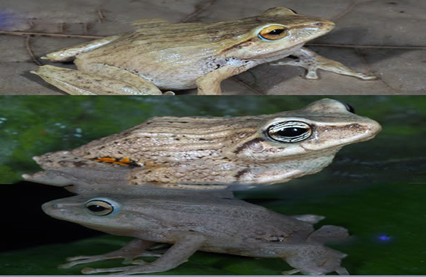 Investigadores descubren tres especies de ranas en los Andes