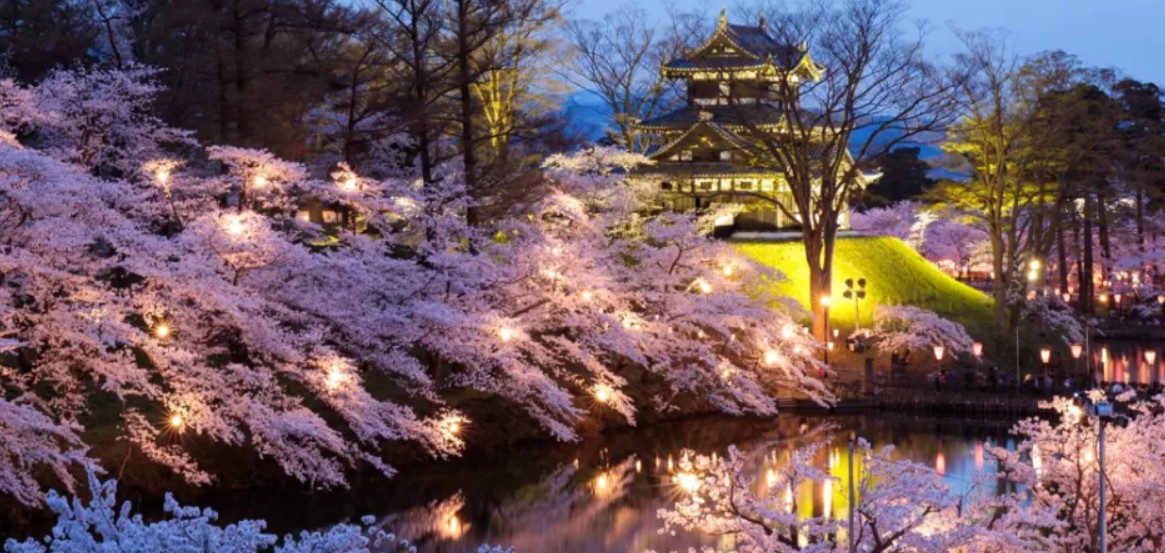 japon-cancela-festival-de-cerezos-por-desorden-turistico.ecuador221.com_.ec_ Japón cancela festival de cerezos por desorden turístico