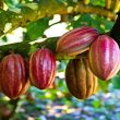 La Unión Europea ratifica su respaldo al cacao ecuatoriano y sus productores