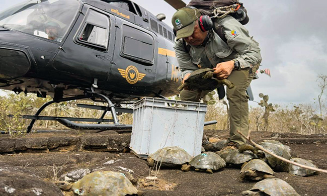 ecuador 221 liberan-277-tortugas-gigantes-en-galapagos-ecuador221.com_.ec_ Liberan 277 tortugas gigantes en Galápagos