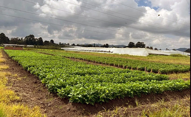 pangua-el-quintal-del-frejol-se-comercializa-entre-90-y-120-dolares-ecuador221.com_.ec_ Pangua: El quintal del fréjol se comercializa entre 90 y 120 dólares
