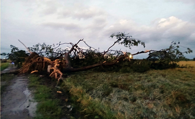 Rayo derriba árbol y daña vivienda en Daule